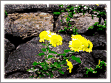 石垣の隙間から黄色い花