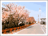 取り除かれる直前の桜たち