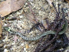 �Z�N�V�����e�Ŕ���