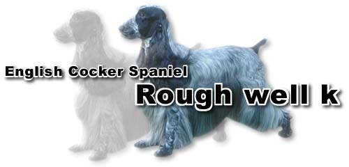 �C���O���b�V���R�b�J�X�p�j�G��