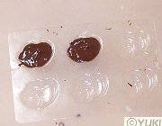 �摜