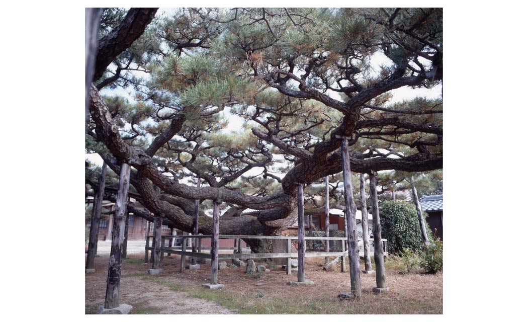 永安寺の雲竜の松