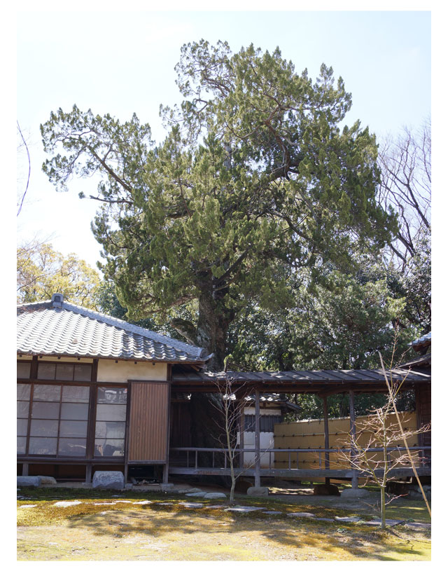 本證寺のイブキ