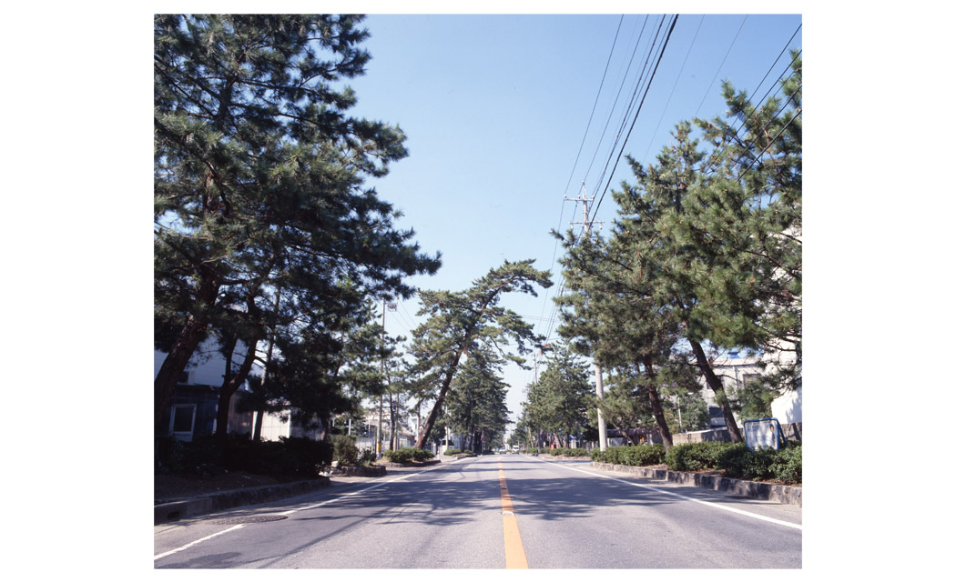 東海道のマツ並木