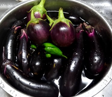 秋ナス収穫