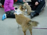 犬の幼稚園