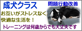 犬の幼稚園