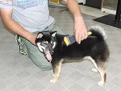 犬の幼稚園