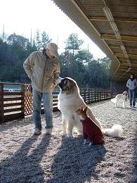 家庭犬のしつけ教室