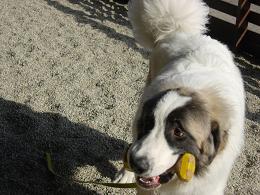 家庭犬のしつけ教室