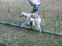 家庭犬のしつけ教室