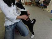 子犬のしつけ