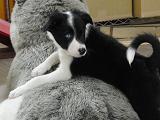 犬の幼稚園