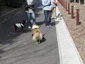 犬の幼稚園