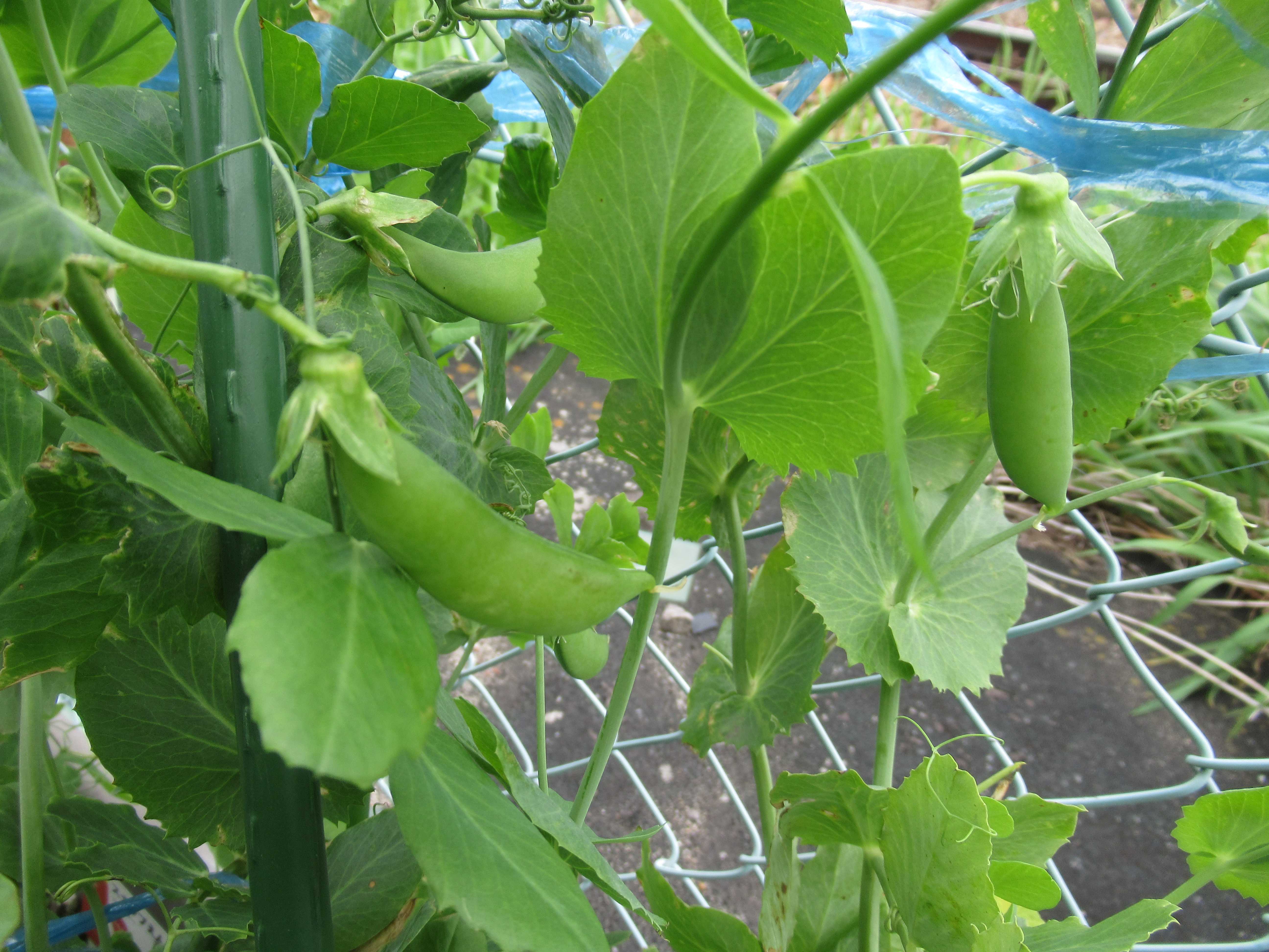 苗植え