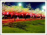 雪洞連なる夜桜を愉しむ