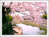 遊歩道を包む桜の傘