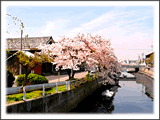 堀川沿いに咲く桜