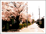 桜の咲く通り