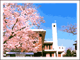 十字架の塔に桜