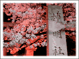 桜色に照らされる神明社の石柱