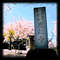 応仁寺境内の桜