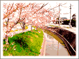 用水沿いに咲く桜
