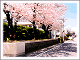 給食センター前の桜