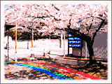 にじの絵が描かれた路面に桜