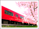 桜の横を名鉄電車が通り抜けて行く