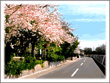 海岸線跡に並ぶ桜の木