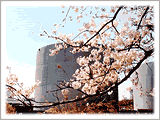桜の花にタンク重なる