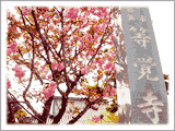 等覚寺石標と八重桜