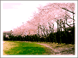 グラウンドの縁に並ぶ桜