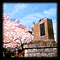 記念碑と桜