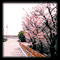 工事の進む桜並木