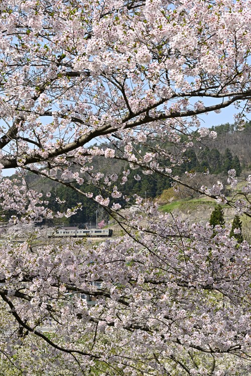 烏帽子山の桜