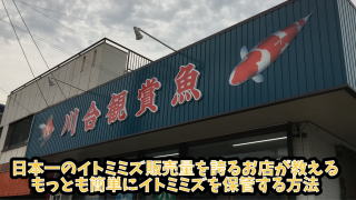 錦鯉 金魚 イトミミズ 販売店 池の保守管理 - 川合観賞魚ホームページ