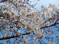 桜