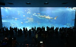 美ら海水族館大水槽