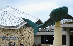 ジンベイザメ