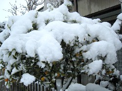 キンカンに積もる雪
