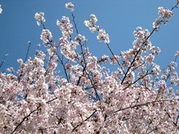 桜