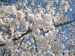 桜咲く