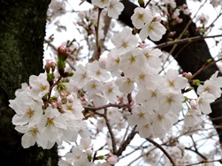 桜