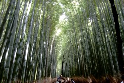 竹小路