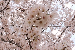 桜咲く