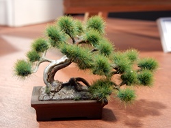 盆栽