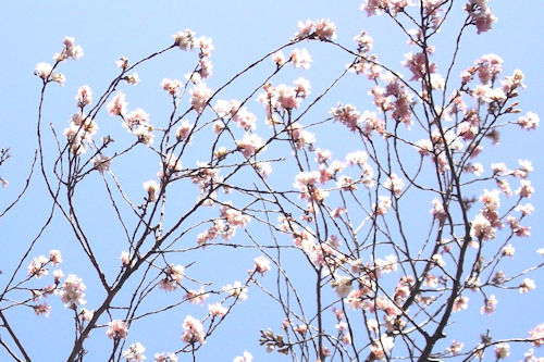 賀正梅花