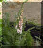 wpe58.jpg (26259 oCg)